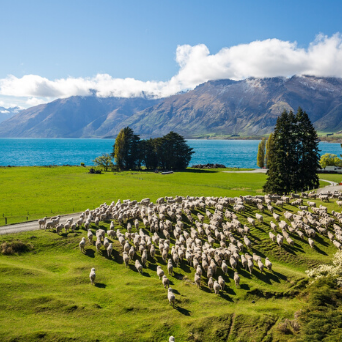 Essências Nova Zelândia